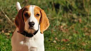 american-foxhound