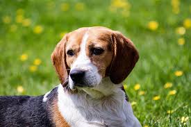 beagle-dog