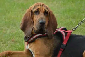 bloodhound-gun-dog