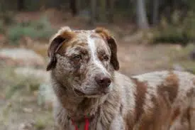 chesapeake-bay-retriever