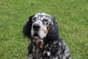 english-setter-dog-perfect-for-hunting