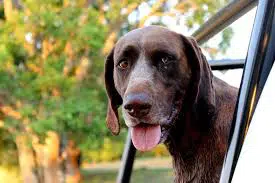 german-short-haired-pointer