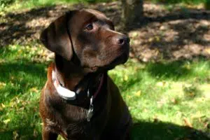 labrador-retriever-hunting-dog