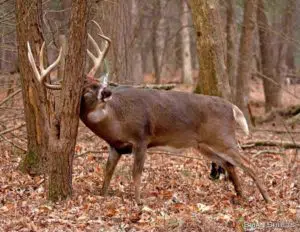 deer-markings-on-trees