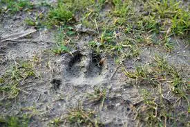 deer-tracks-scouting-deer